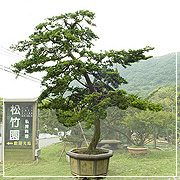 真柏盆栽庭園樹
