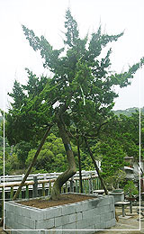 真柏盆栽庭園樹