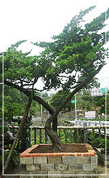 珍珠柏盆景庭園樹