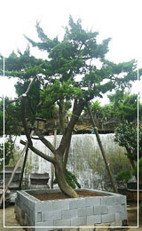 真柏盆景庭園樹