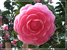 陽明山園藝茶花