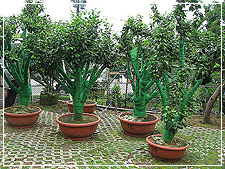 陽明山園藝茶花