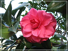陽明山園藝茶花